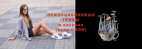 стаф Аркадак